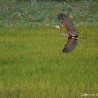 Ardea purpurea  Linnaeus, 1766